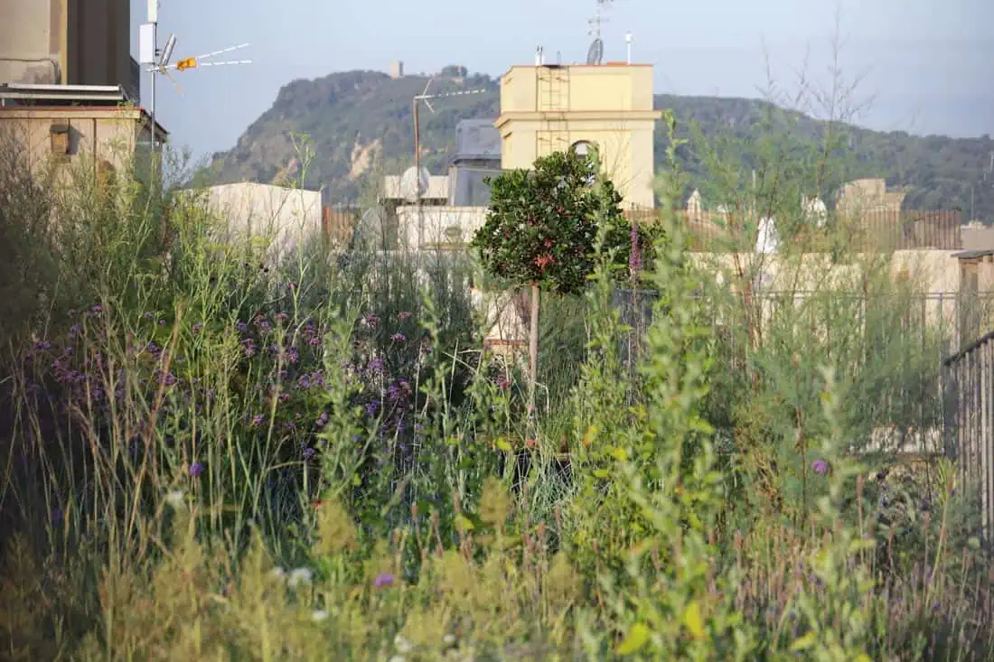 Xifré’s Rooftop © Carlos Barruz