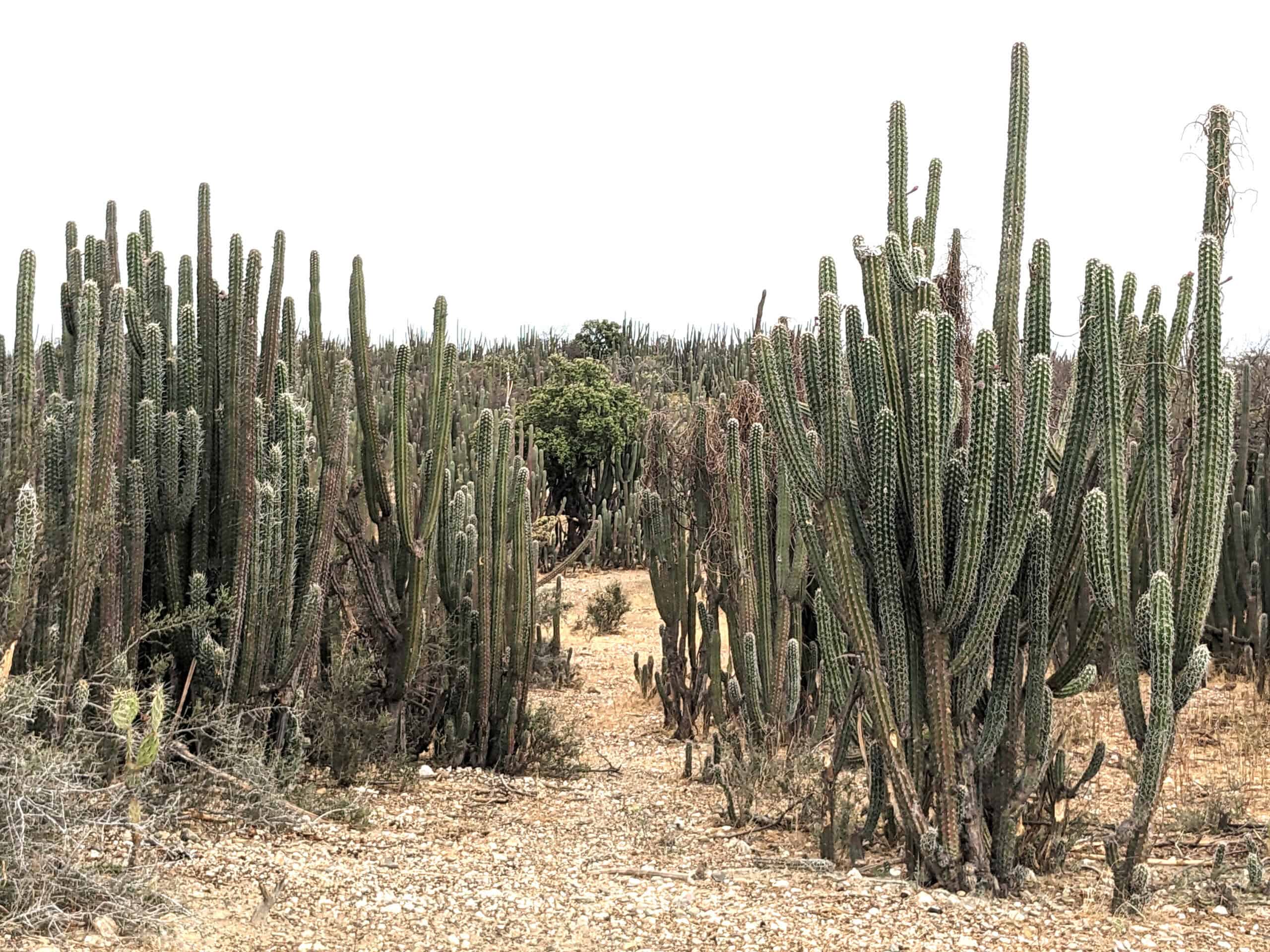Authentic Architectures of Colombia © Kurt Hollander