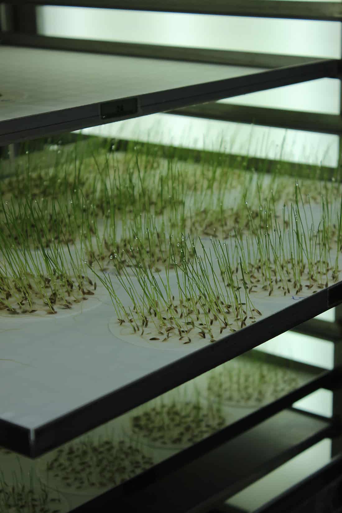 Meat and Two Vegetables urbanNext