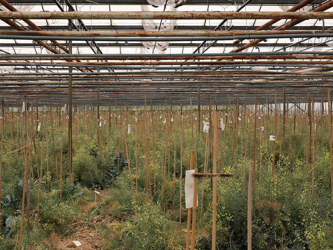 Meat and Two Vegetables urbanNext